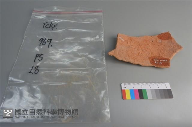 陶片藏品圖，第2張