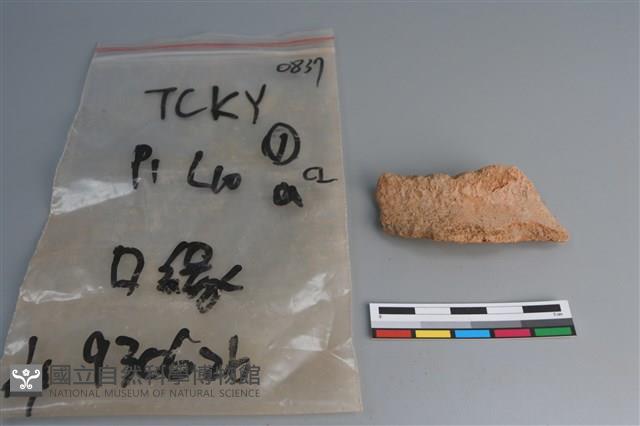 陶片藏品圖，第1張