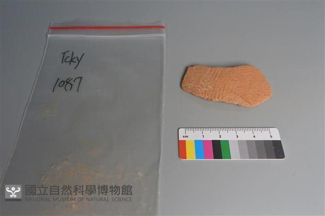 陶片藏品圖，第1張