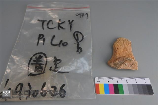 陶片藏品圖，第1張