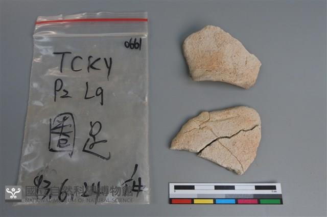 陶片藏品圖，第1張