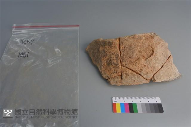 陶片藏品圖，第1張