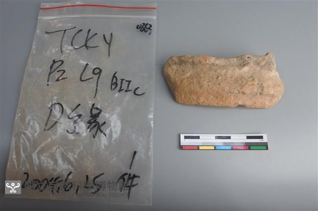 陶片藏品圖，第1張