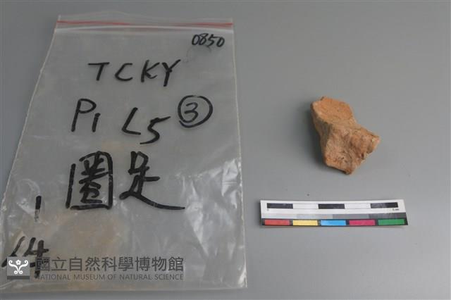 陶片藏品圖，第1張