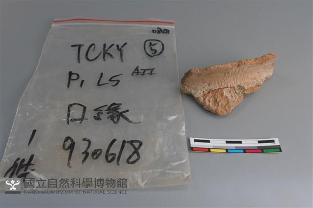 陶片藏品圖，第1張