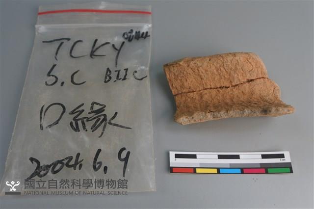 陶片藏品圖，第1張