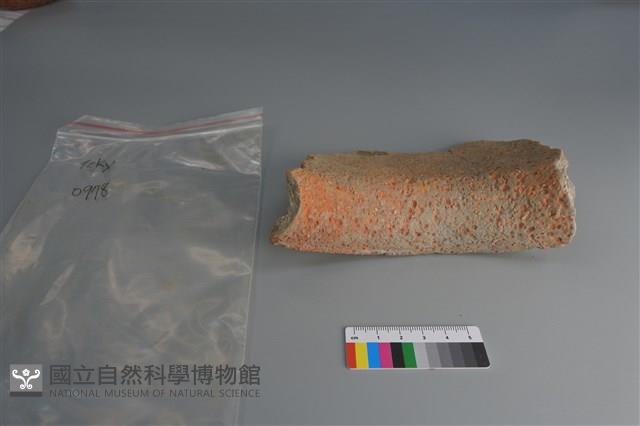 陶片藏品圖，第4張