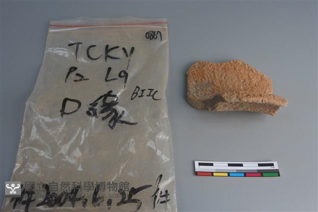 陶片藏品圖，第3張