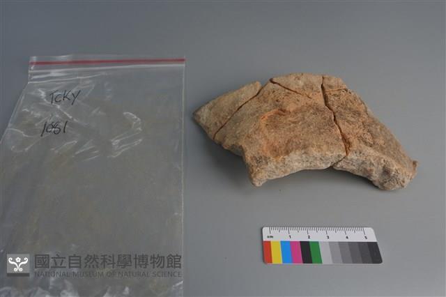 陶片藏品圖，第3張