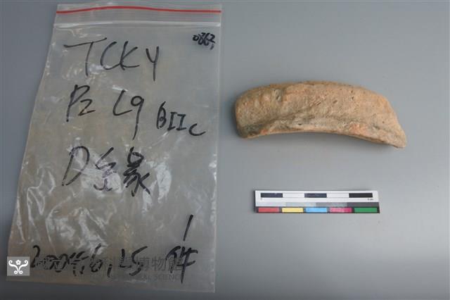 陶片藏品圖，第3張