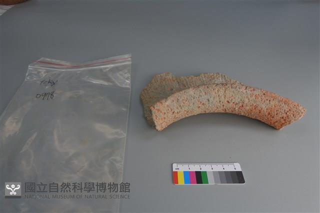 陶片藏品圖，第3張