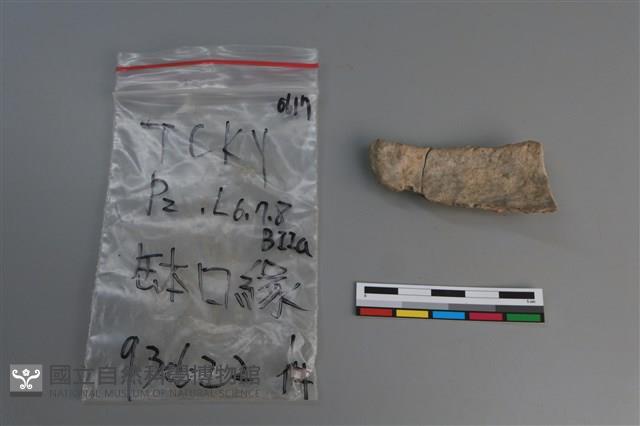 陶片藏品圖，第2張