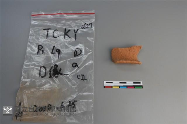 陶片藏品圖，第2張