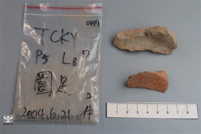 陶片藏品圖，第2張