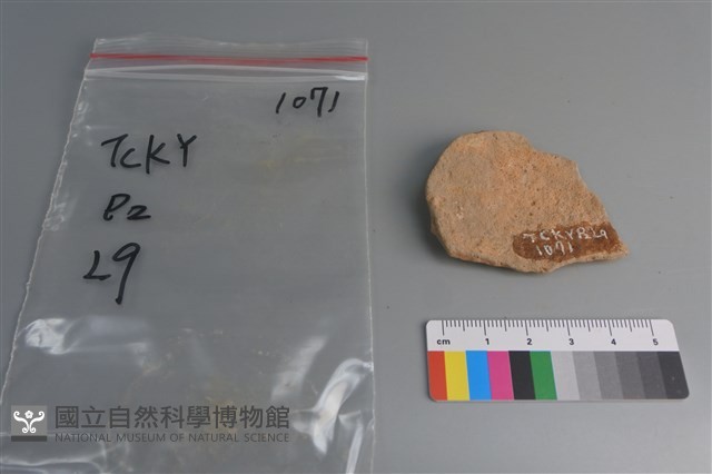 陶片藏品圖，第2張