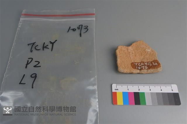 陶片藏品圖，第2張