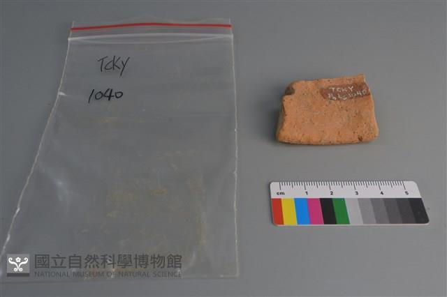 陶片藏品圖，第2張