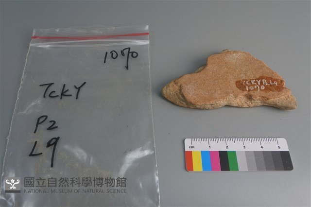 陶片藏品圖，第2張