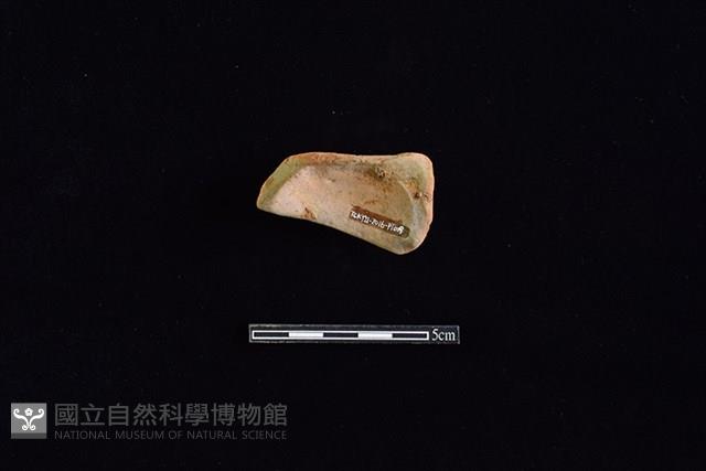 陶片藏品圖，第2張