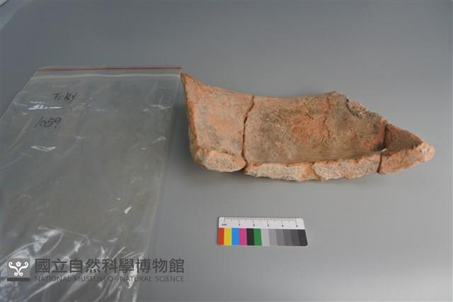 陶片藏品圖，第2張