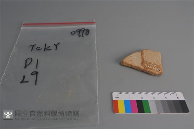 陶片藏品圖，第2張