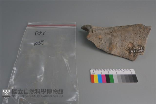 陶片藏品圖，第2張