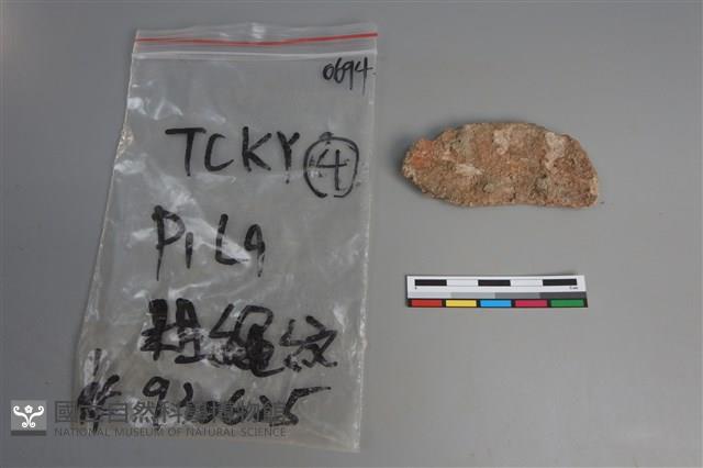 陶片藏品圖，第2張