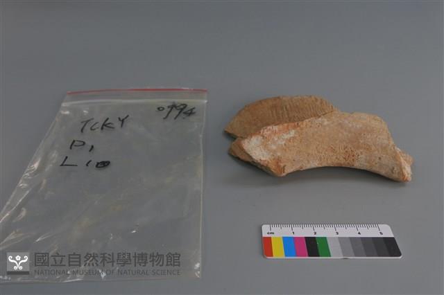 陶片藏品圖，第2張