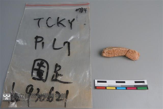 陶片藏品圖，第2張