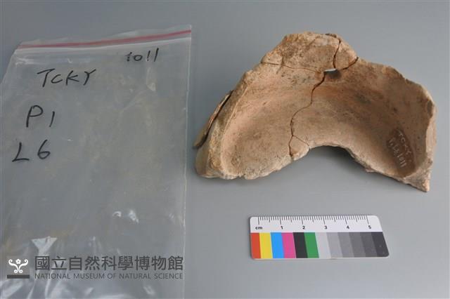 陶片藏品圖，第1張