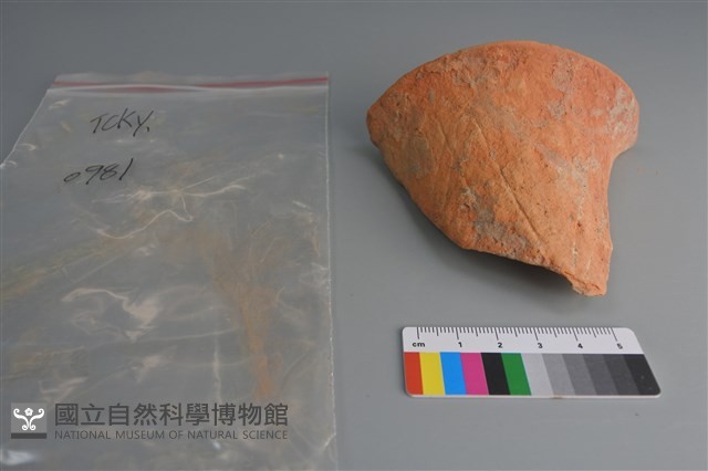 陶片藏品圖，第1張
