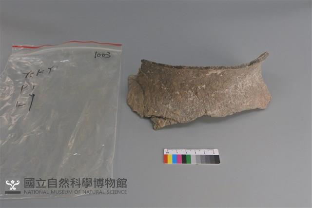 陶片藏品圖，第1張