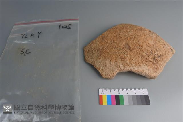 陶片藏品圖，第1張