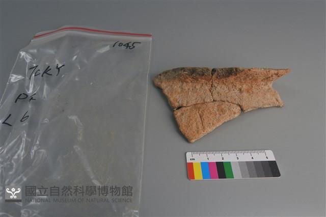 陶片藏品圖，第1張