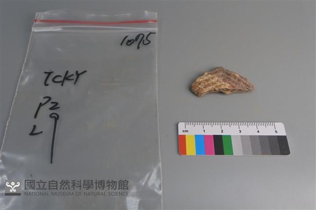 陶片藏品圖，第1張