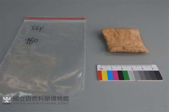 陶片藏品圖，第1張