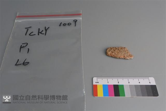 陶片藏品圖，第1張