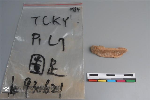 陶片藏品圖，第1張