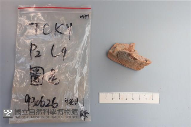 陶片藏品圖，第4張