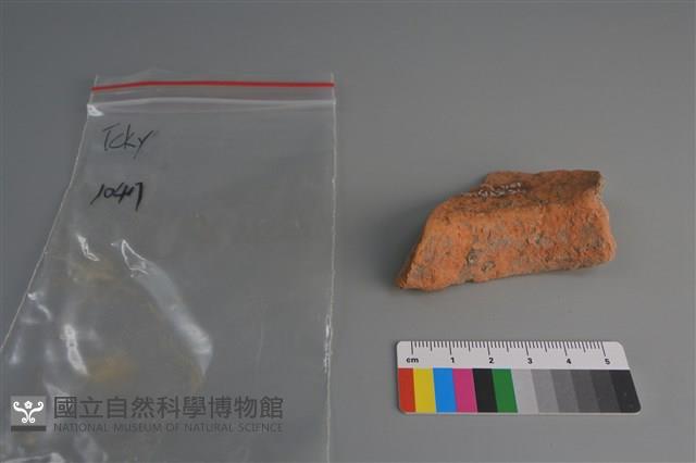 陶片藏品圖，第4張