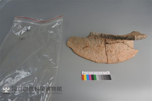 陶片藏品圖，第4張