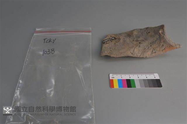 陶片藏品圖，第4張