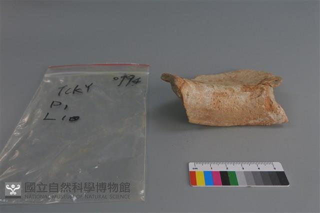 陶片藏品圖，第4張