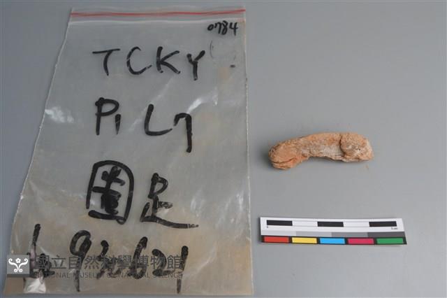 陶片藏品圖，第4張