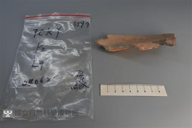 陶片藏品圖，第3張