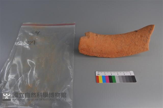 陶片藏品圖，第3張