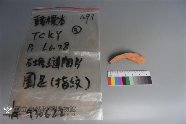 陶片藏品圖，第3張