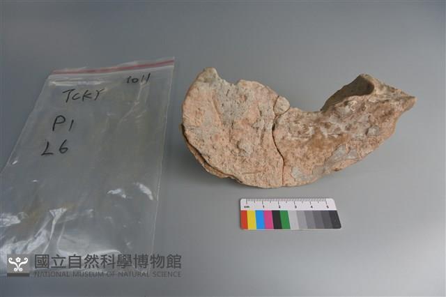 陶片藏品圖，第3張