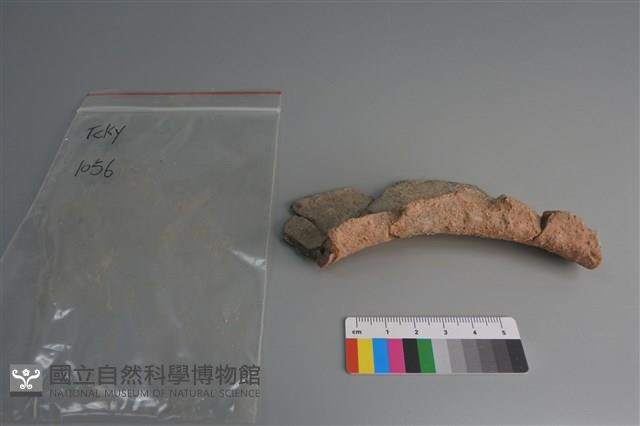 陶片藏品圖，第3張