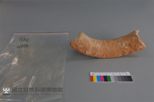 陶片藏品圖，第3張